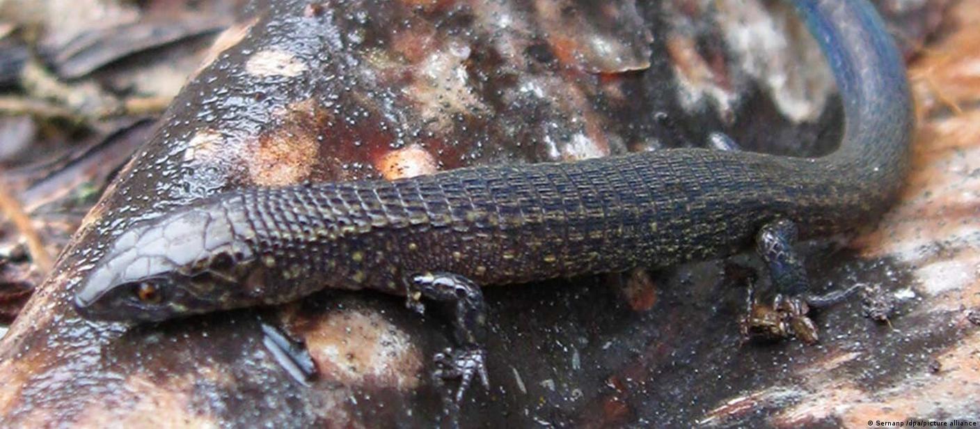 Peru: Researchers discover two new species of lizard – DW – 05/29/2022