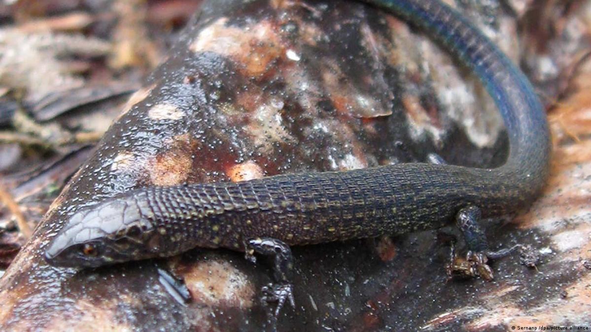 Peru Researchers discover two new species of lizard DW 05/29/2022