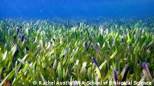 Title: Scientists discover ‘biggest plant on Earth’ off Western Australian coast
Shark Bay seagrass Posidonia australis
All photos have been provided by University of Western Australia and DW has the rights to publish them.