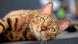 Bengalkatze Bengalkatze