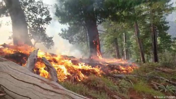 Afghanistan | Waldbrand in der Provinz Nuristan 
