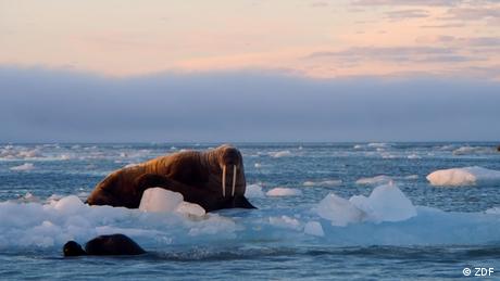 A walrus on a melting ice sheet