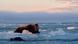 A walrus on a melting ice sheet A walrus on a melting ice sheet