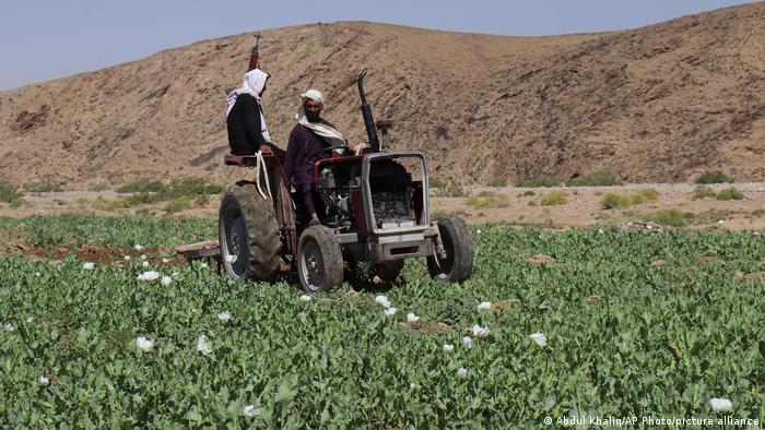 Afghanistan Taliban roden Opium-Mohnfelder 