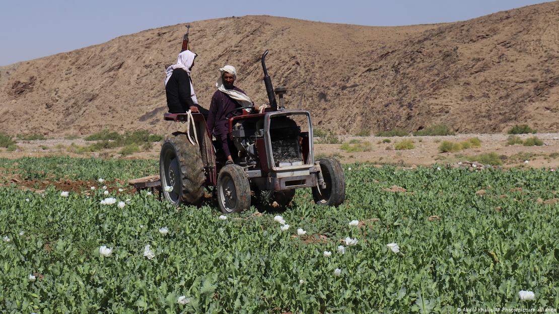 Agricultura no Afeganistão