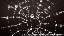 Feine Wassertropfen haben sich am Morgen bei nebligem Wetter auf einem Spinnennetz an einem Balkon abgesetzt. Forscherinnen der Universität Oldenburg haben erstmals Spinnennetze auf kleinste Plastikteilchen untersucht. (zu dpa «Oldenburger Studie: Viele Spinnennetze sind voller Mikroplastik») +++ dpa-Bildfunk +++