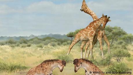 In the foreground, two Discokeryx xiezhi do battle and in the background two common giraffes (Giraffa camelopardalis) neck for dominance
