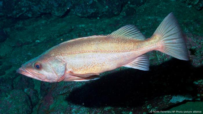 A bocaccio rockfish