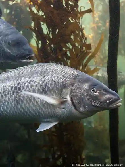 What an Ugly (But Delicious!) 450-Pound Fish Tells Us About Sustainable  Development in the