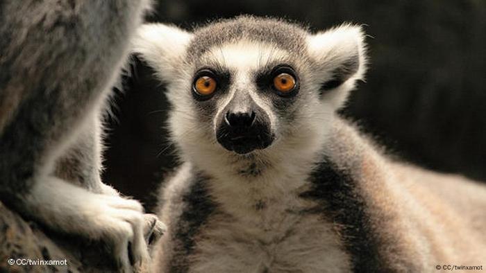 A lemur in Madagaskar