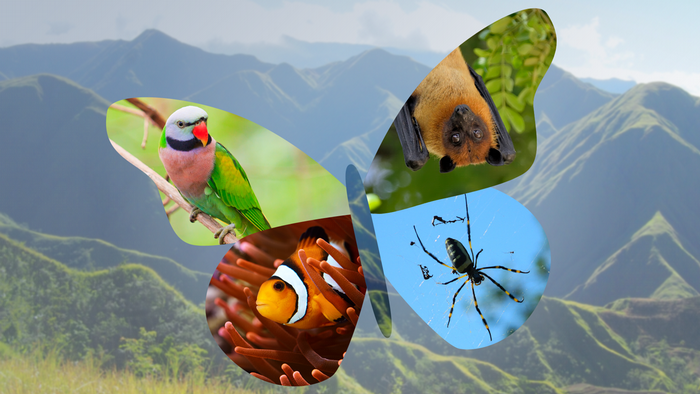 DW Global Ideas Webspecial Biodiversity Teaser, a butterfly against a mountain range, with four different parts of the butterfly replaced by images of a fish, bird, bat and spider