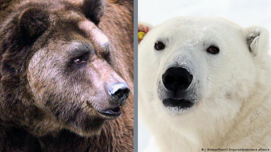 Gastos Método Parcialmente Científicos hallan una respuesta para la evolución entrelazada entre osos  pardos y polares | Ciencia y Ecología | DW | 07.06.2022