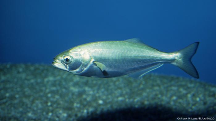 A bluefish swimming at the bottom of the see