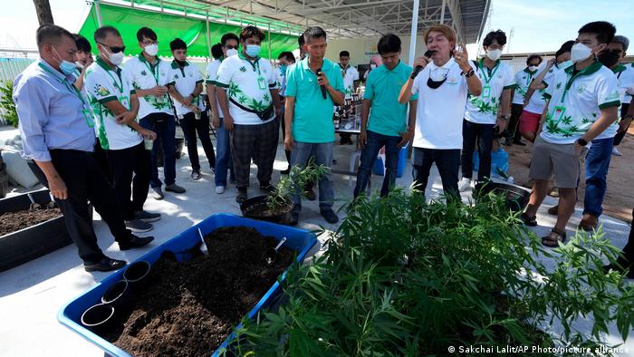 Entrepreneurs learn how to grow cannabis plants at a cannabis farm in Chonburi province, eastern Thailand