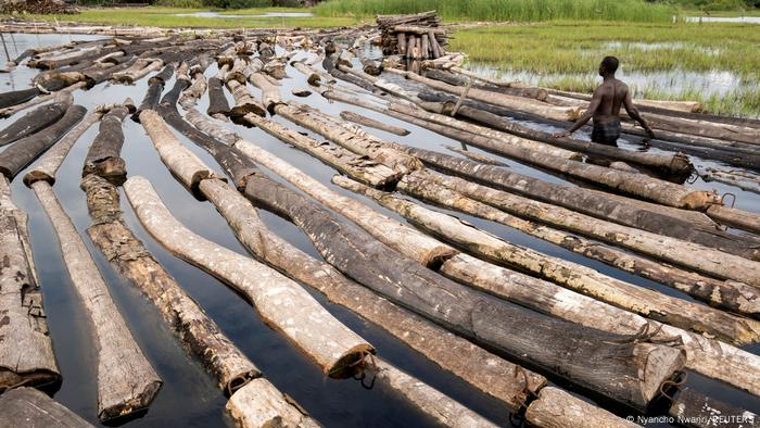 Nigeria Holzwirtschaft setzt den natürlichen Wald unter Druck