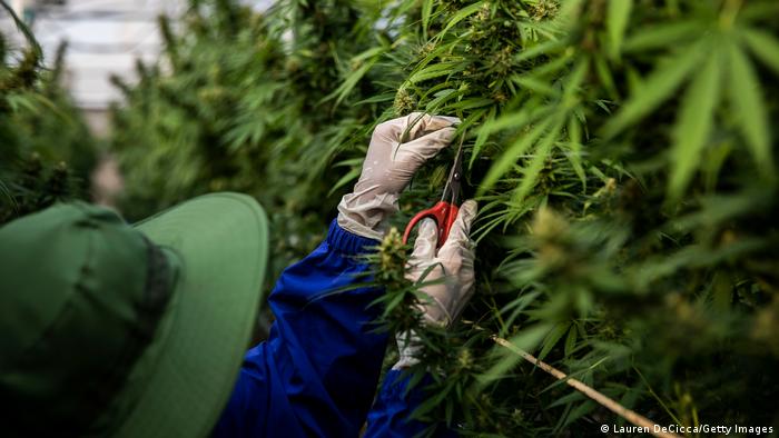Foto simbólica de una persona con una planta de Cannabis.
