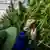 Foto simbólica de una persona con una planta de cannanis.