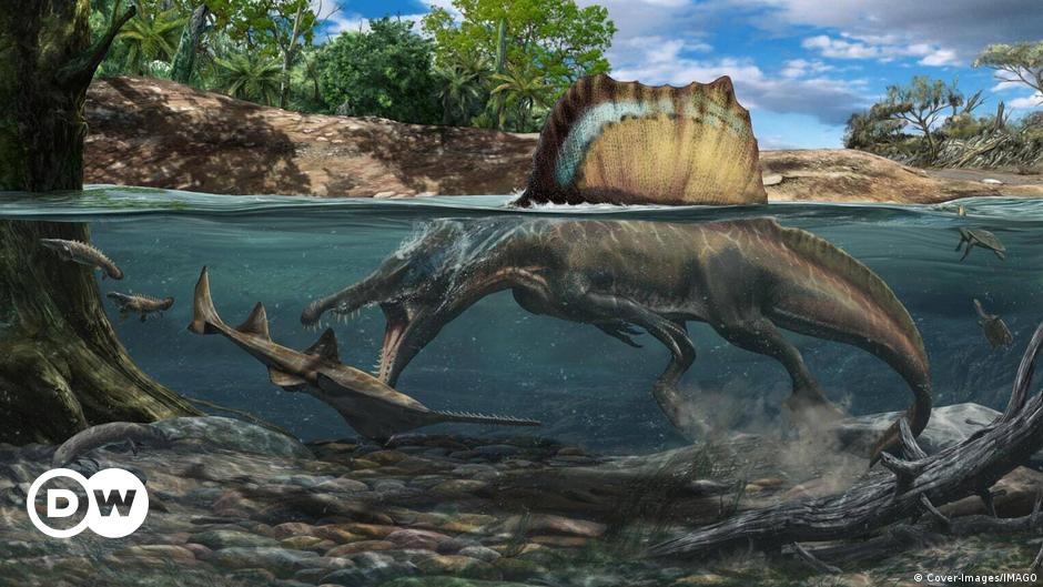 Seltener Spinosaurier auf der Isle of Wight entdeckt