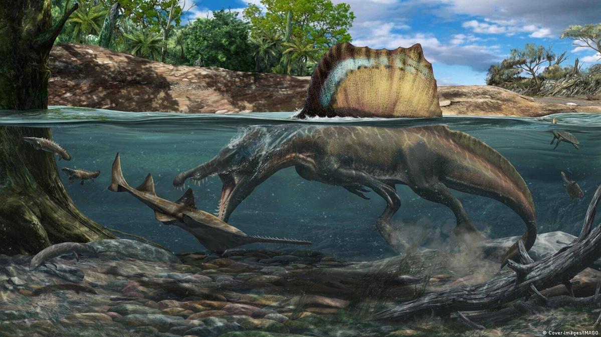 Discovered: Rare Spinosaurus fossils – DW – 06/10/2022