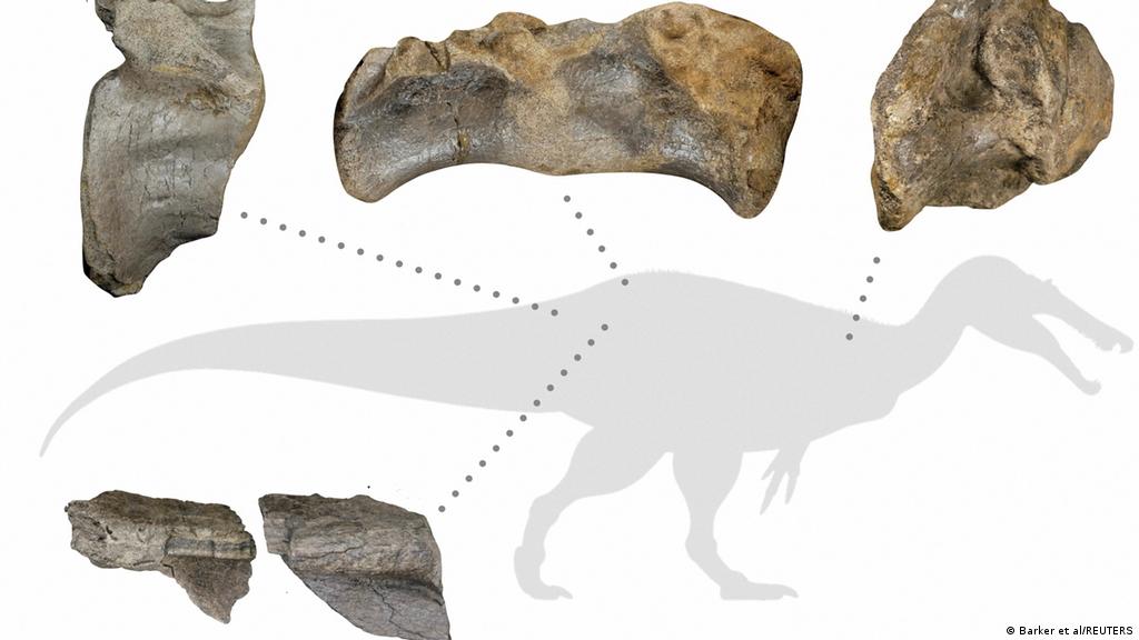 Hallan los restos fósiles de un dinosaurio que sería el 