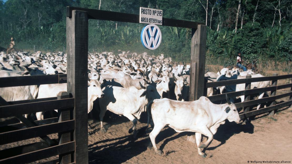 Criação de gado em fazenda com logo da Volskwagen