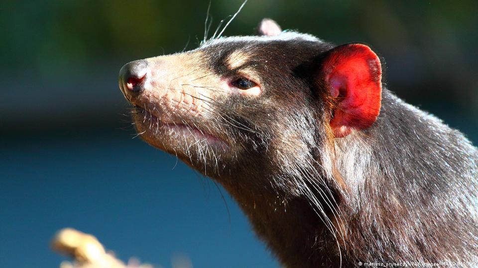 Tasmanian devils, back in Australia, keep breeding – DW – 06/10/2022