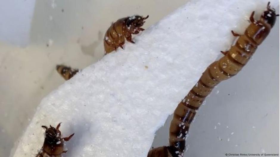 Scientists discover a “superworm” capable of eating polystyrene  Science and Ecology |  Dr..