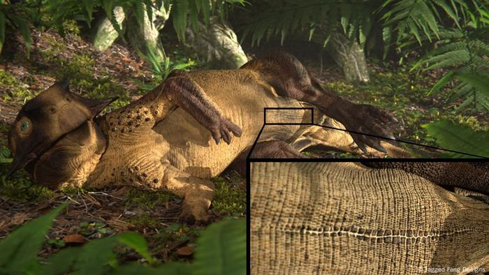 Ombligo dinosaurios