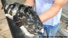 Beijing announced last week that it would suspend imports of grouper fish – a high-value aquaculture product in Taiwan – from the island effective from June 13.
Copyright: Taiwan City Government
Date: June 11, 2022