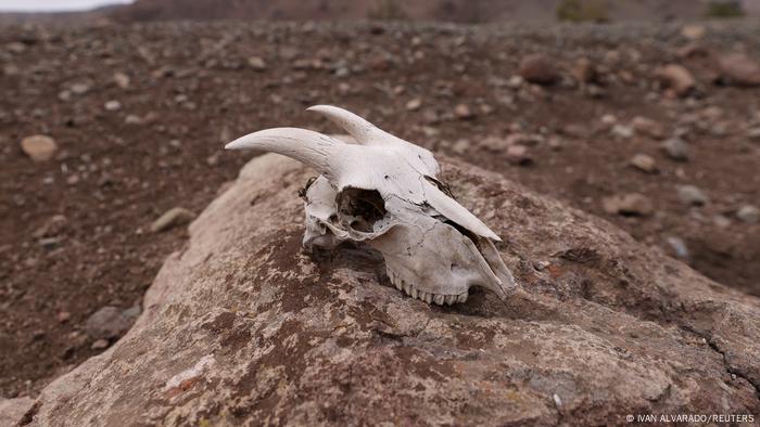 Cráneo de un animal muerto por la sequía en Chile. 