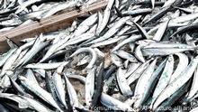 Was das WTO-Abkommen über Fischfang bringen könnte