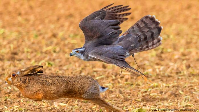 Habicht (Accipiter gentilis) jagt Feldhase