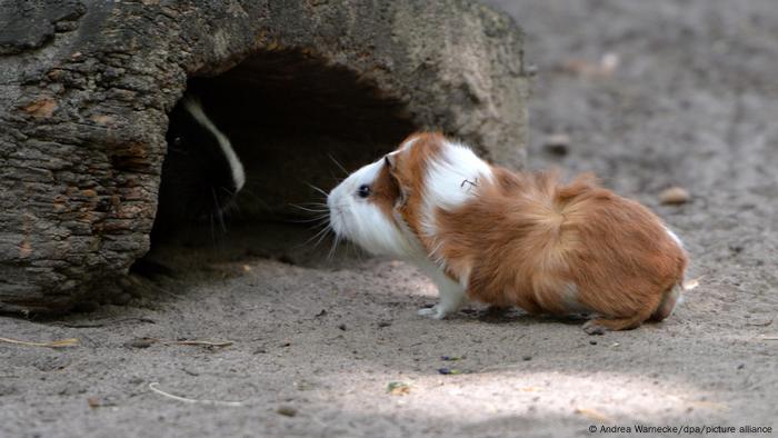 A guinea pig sitting in front of a hollow tree stump 