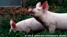Bauernhof Bio Schweine Rinder Symbolbild 