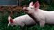 Bauernhof Bio Schweine Rinder Symbolbild Bauernhof Bio Schweine Rinder Symbolbild