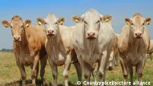 Vier Charolais Kühe stehen nebeneinander auf der Sommerweide. Charolais Rinder zeichnen sich aus durch ihre Wüchsigkeit und gute Bemuskelung.
