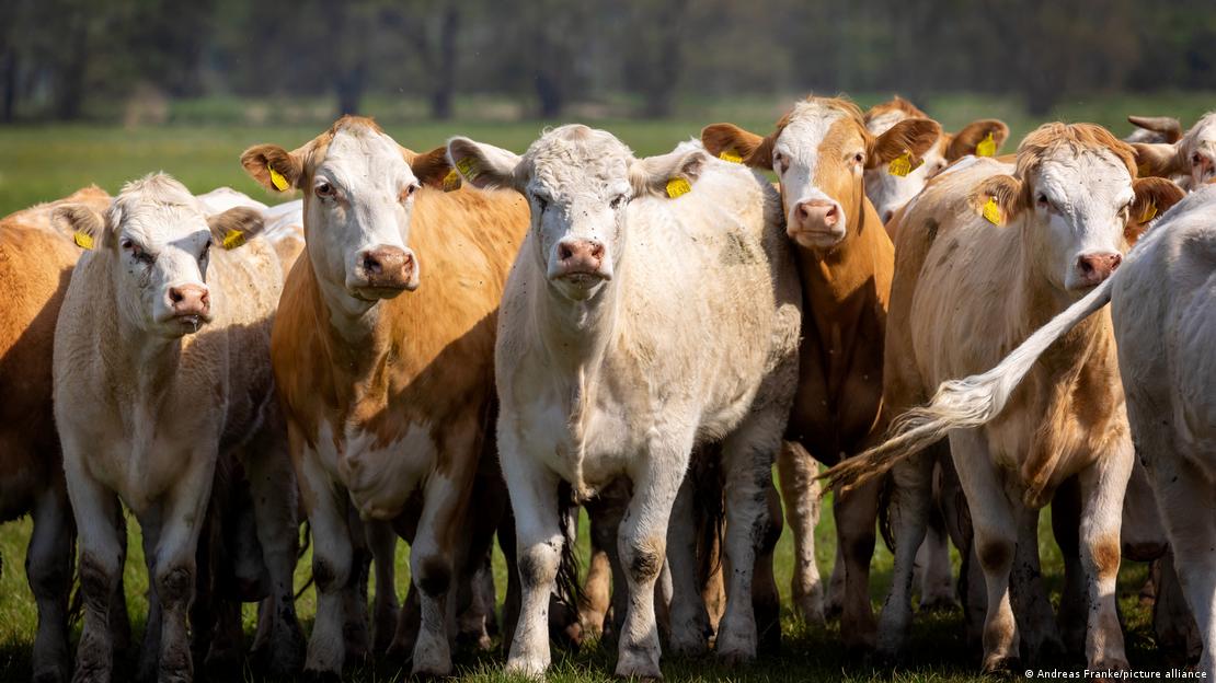 Vacas.
