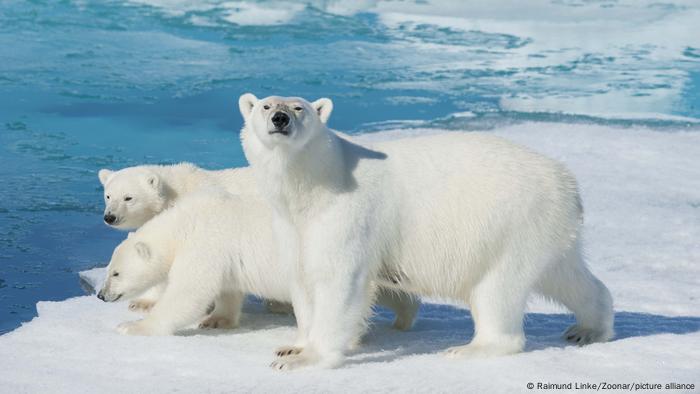 Pepino Demonio salud Encuentran población secreta de osos polares en un hábitat "imposible" |  Ciencia y Ecología | DW | 17.06.2022