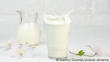 full glass cup of fresh milk with splashes stands on a white table, healthy breakfast