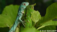 18.06.2022
Newly hatched blue iguanas rest on a branch in a terrarium at the Chennai Snake Park in Chennai on June 18, 2022. (Photo by Arun SANKAR / AFP)