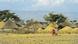 Farmer village with thatched roof huts, Ethiopia, Oromiya Farmer village with thatched roof huts, Ethiopia, Oromiya