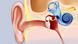 Path of sound in the ear Path of sound in the ear