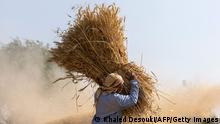 An Egyptian farmer takes part in wheat harvest in Bamha village near al-Ayyat town in Giza province, some 60Km south of the capital on May 17, 2022. (Photo by Khaled DESOUKI / AFP) (Photo by KHALED DESOUKI/AFP via Getty Images)