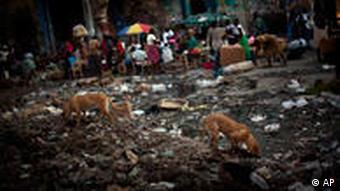 Haiti Gesundheit Cholera Hunde