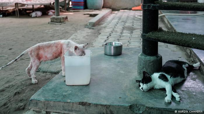 Stray cats drinking water left out in buckets