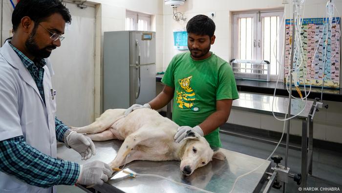 Veterinários reidratam um cachorro na Friendicoes, uma ONG de resgate de animais em Delhi