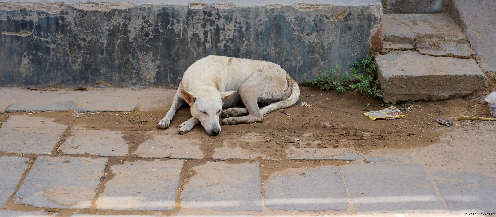 India's stray animals suffer under record heat – DW – 06/23/2022