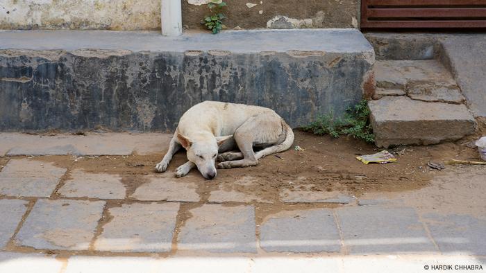 Um cachorro dormindo em uma rua indiana