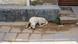 A dog sleeping on an Indian street A dog sleeping on an Indian street