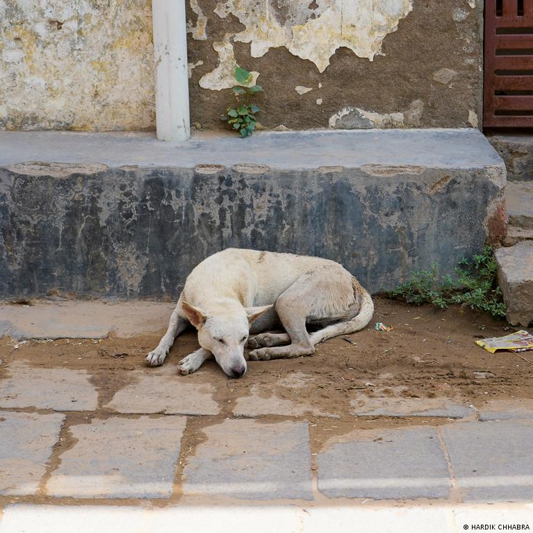 India's stray animals suffer under record heat – DW – 06/23/2022